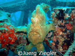 Giant Frogfish on Wreck says hallo

Mabul, Sabah/Malaysia by Juerg Ziegler 